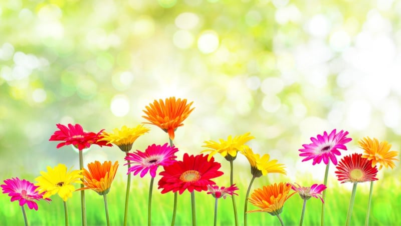 Endlich Frühling!