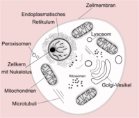 Was sind Prokaryoten und Eukaryoten?