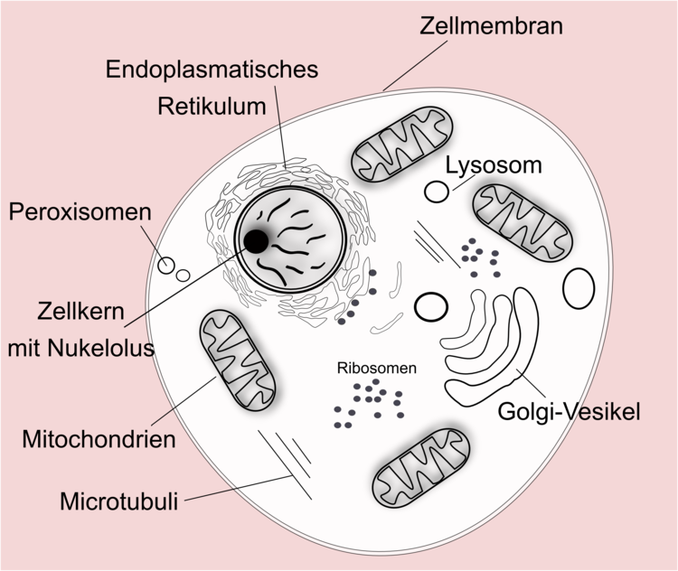 Eukaryotische Zelle Eukaryotische Zelle Zellkern