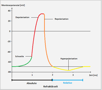 Aktionspotential einer Nervenzelle