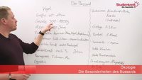 Besonderheiten und Merkmale des Bussards