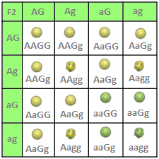 Dihybrider Erbgang-Verteilung F2-Generation Dihybrider Erbgang Kreuzung F1-Generation
