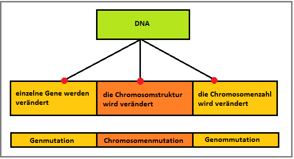 mutationsarten