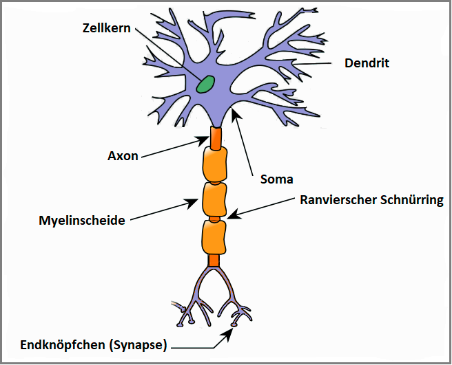Aufbau eines Nervs (Neurons) Aufbau Nervenzelle