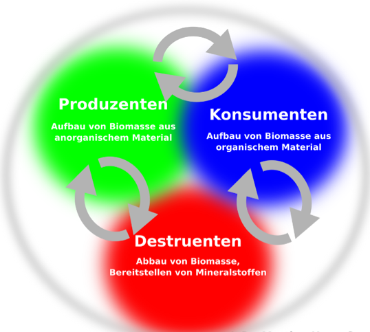 Schema Ökosystem Produzenten, Destruenten, Konsumenten